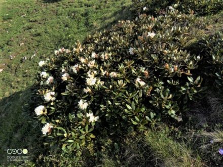 rododendronu